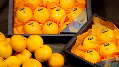 제주 한림천혜향, 솔직 후기와 꿀팁 대방출!🍊